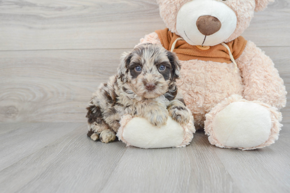 Mini Portidoodle Pup Being Cute