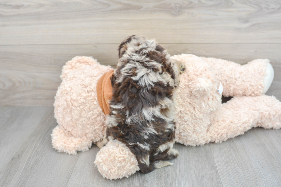 Hypoallergenic Portuguese Water Dog Poodle Mix Puppy