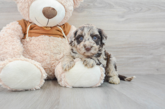 Best Mini Portidoodle Baby