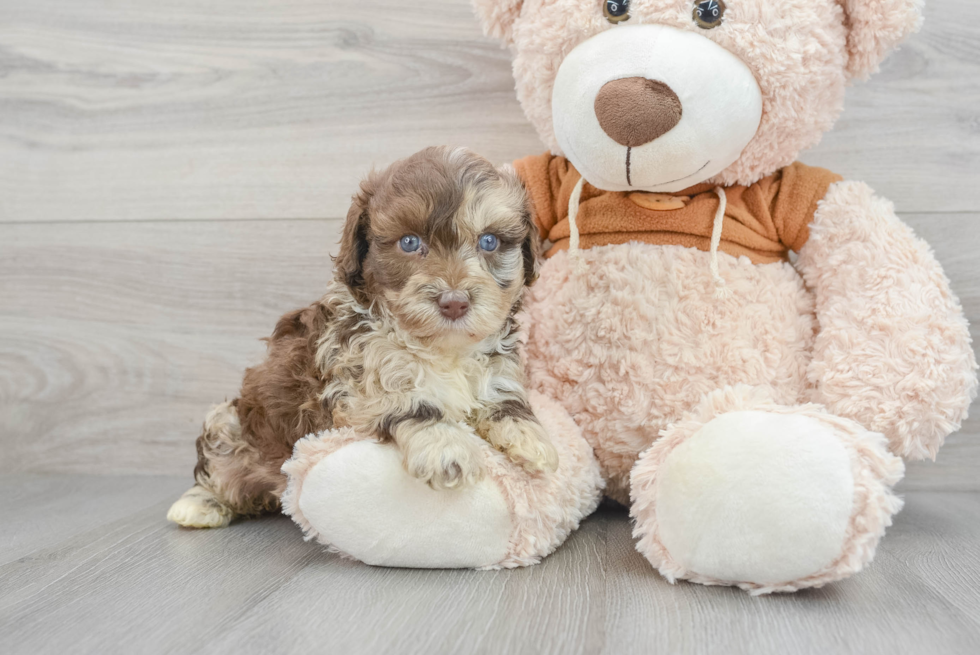 Sweet Mini Portidoodle Baby