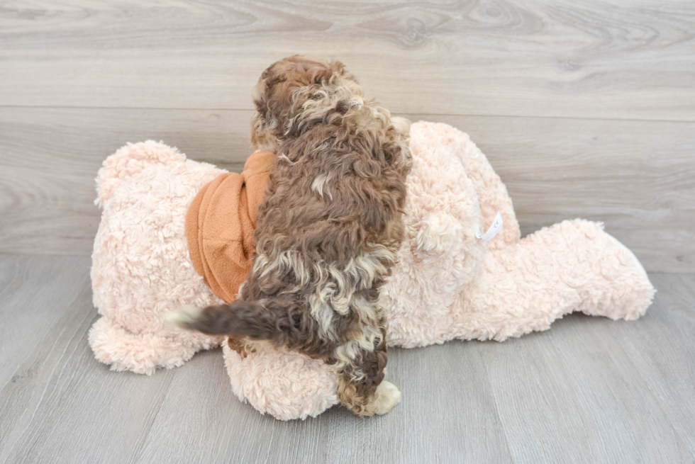 Mini Portidoodle Pup Being Cute