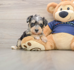 5 week old Mini Schnoodle Puppy For Sale - Premier Pups