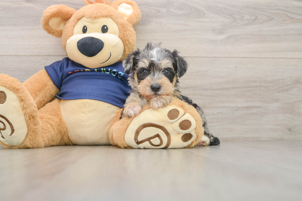 Cute Mini Schnoodle Poodle Mix Puppy
