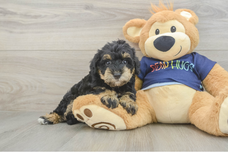 Mini Schnoodle Puppy for Adoption