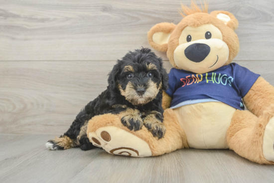 Mini Schnoodle Puppy for Adoption