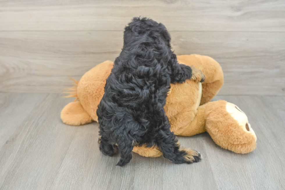 Mini Schnoodle Puppy for Adoption