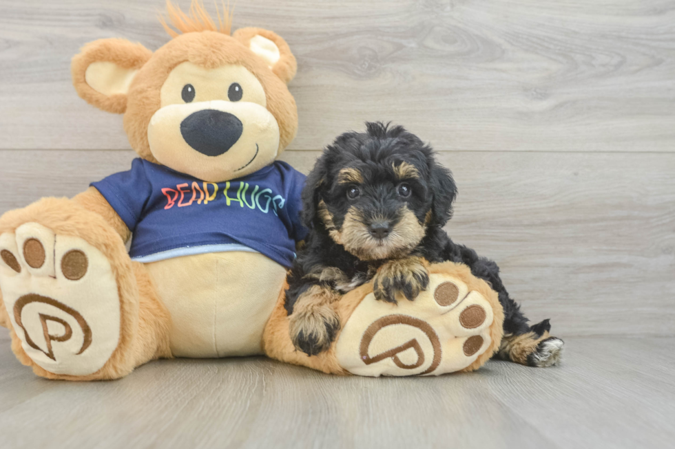 Cute Mini Schnoodle Baby