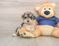 6 week old Mini Schnoodle Puppy For Sale - Premier Pups