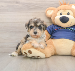 5 week old Mini Schnoodle Puppy For Sale - Premier Pups