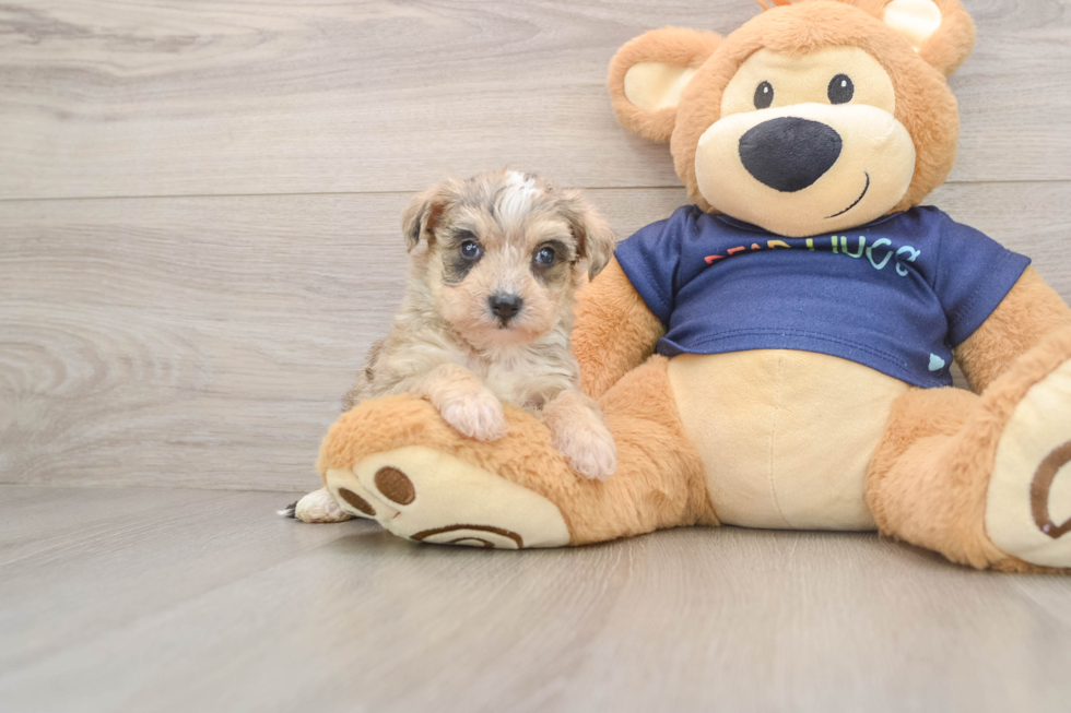 Cute Mini Schnoodle Baby
