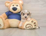 6 week old Mini Schnoodle Puppy For Sale - Premier Pups