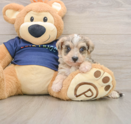 5 week old Mini Schnoodle Puppy For Sale - Premier Pups