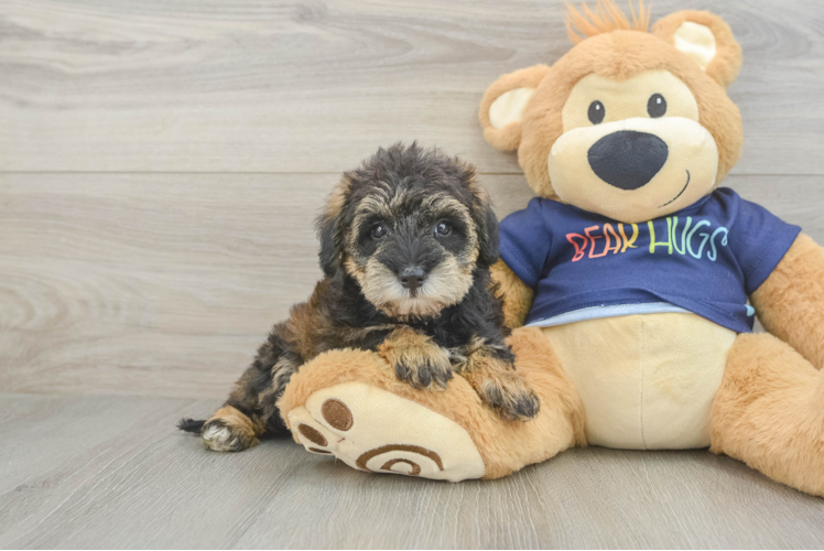 Cute Mini Schnoodle Baby