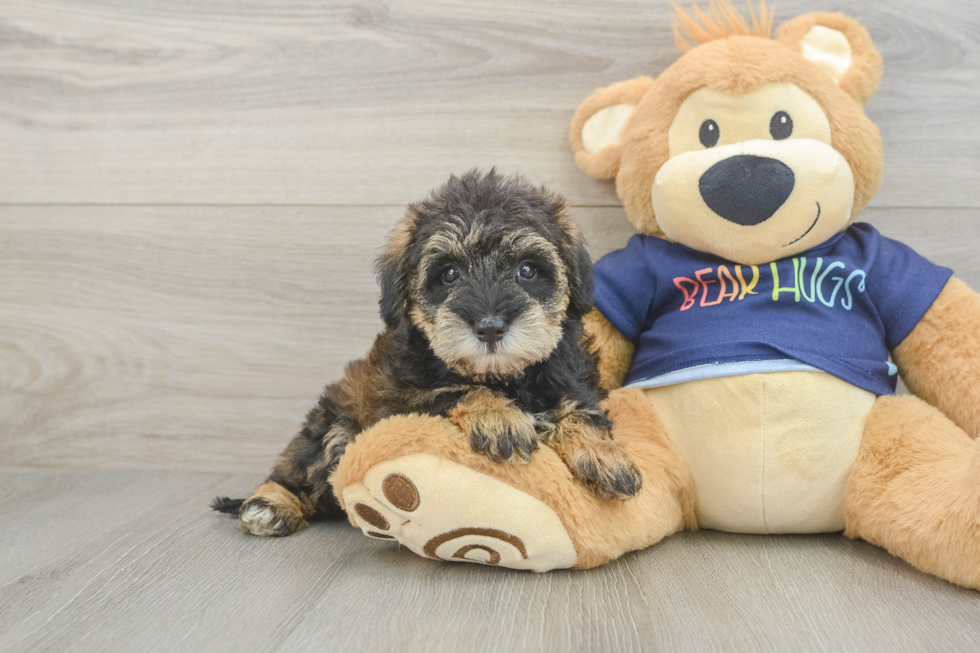 Cute Mini Schnoodle Baby