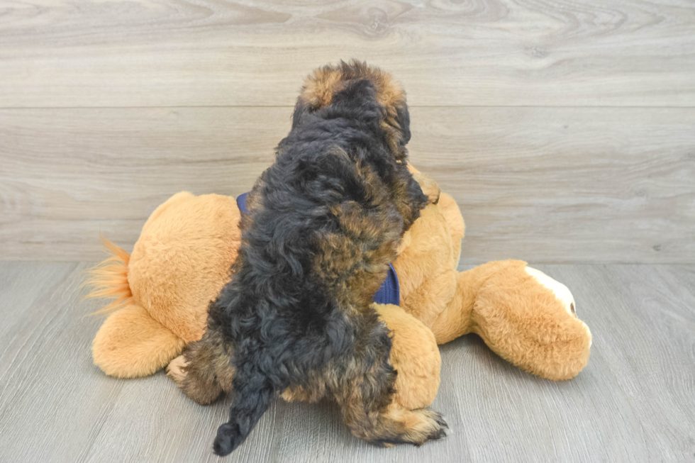 Best Mini Schnoodle Baby