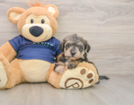 6 week old Mini Schnoodle Puppy For Sale - Premier Pups