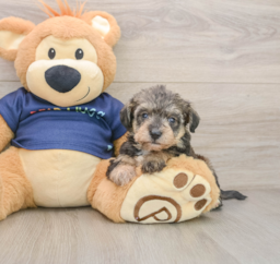 5 week old Mini Schnoodle Puppy For Sale - Premier Pups