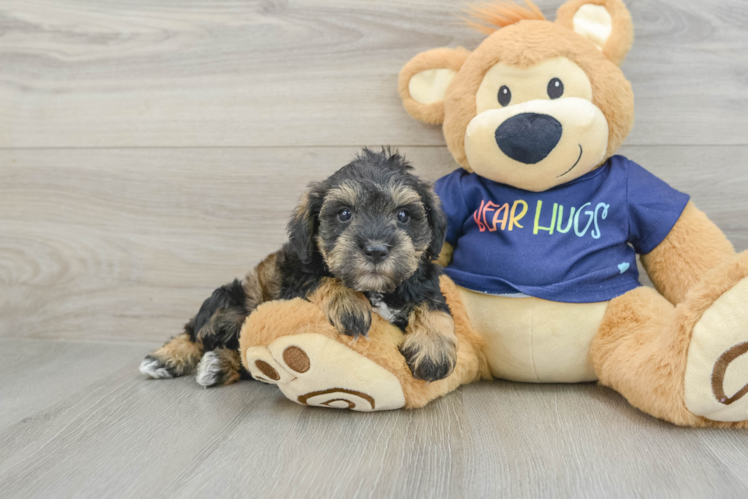 Mini Schnoodle Pup Being Cute