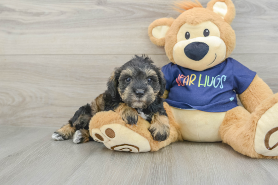 Mini Schnoodle Pup Being Cute