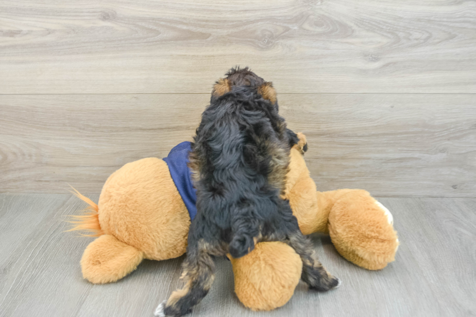 Best Mini Schnoodle Baby