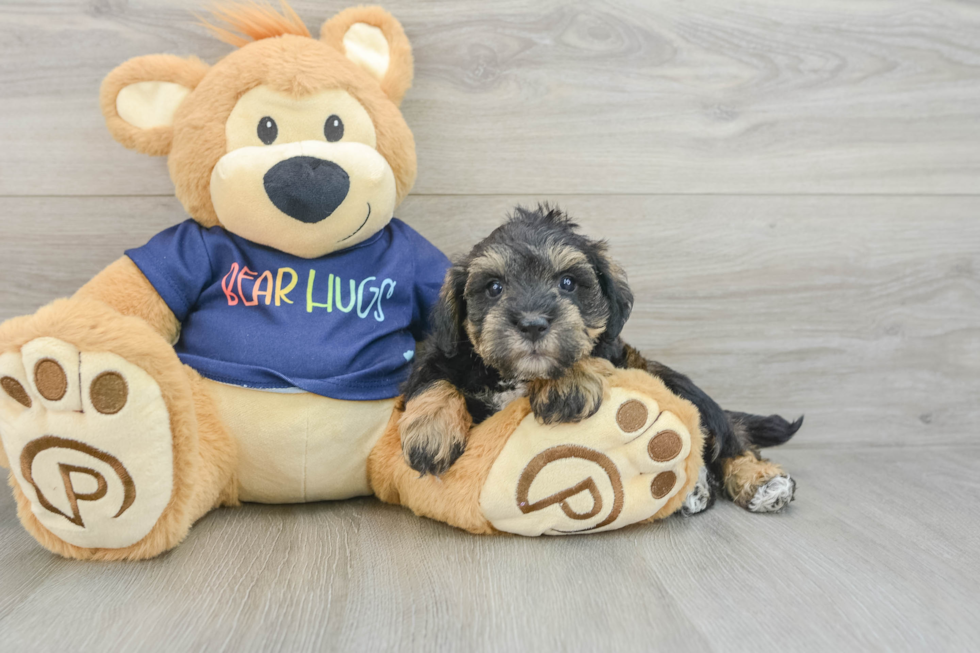 Cute Mini Schnoodle Poodle Mix Pup