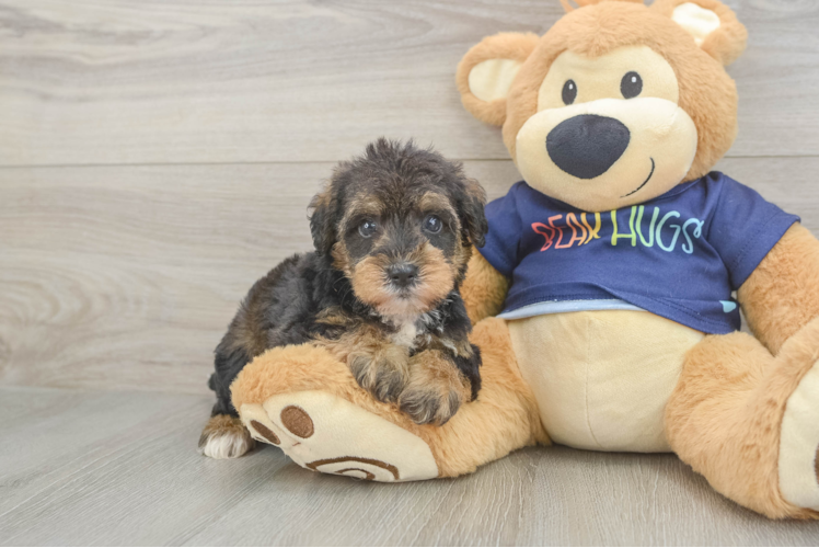 Cute Mini Schnoodle Baby