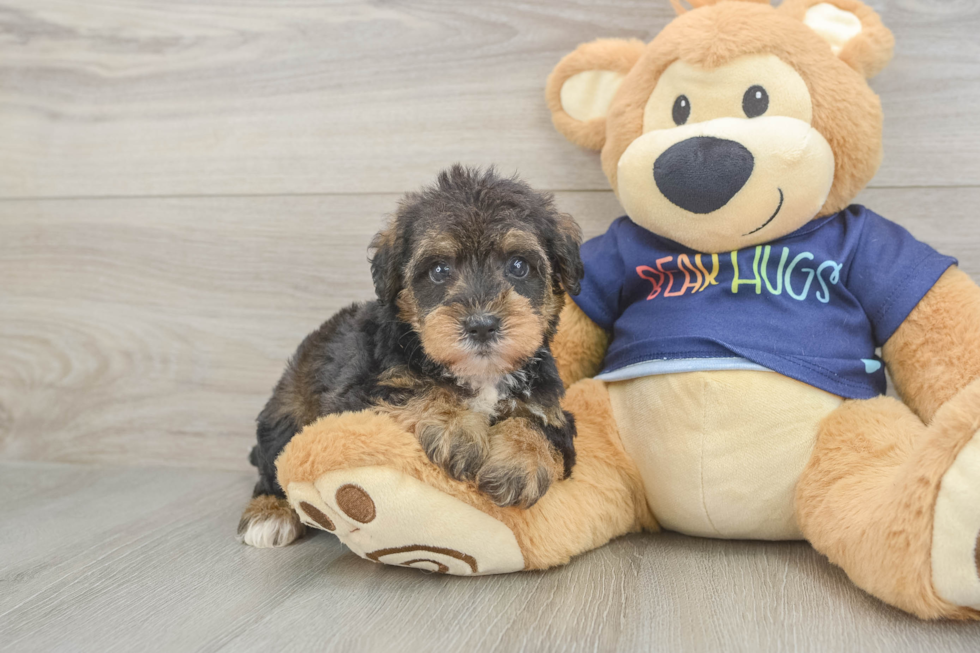 Cute Mini Schnoodle Baby