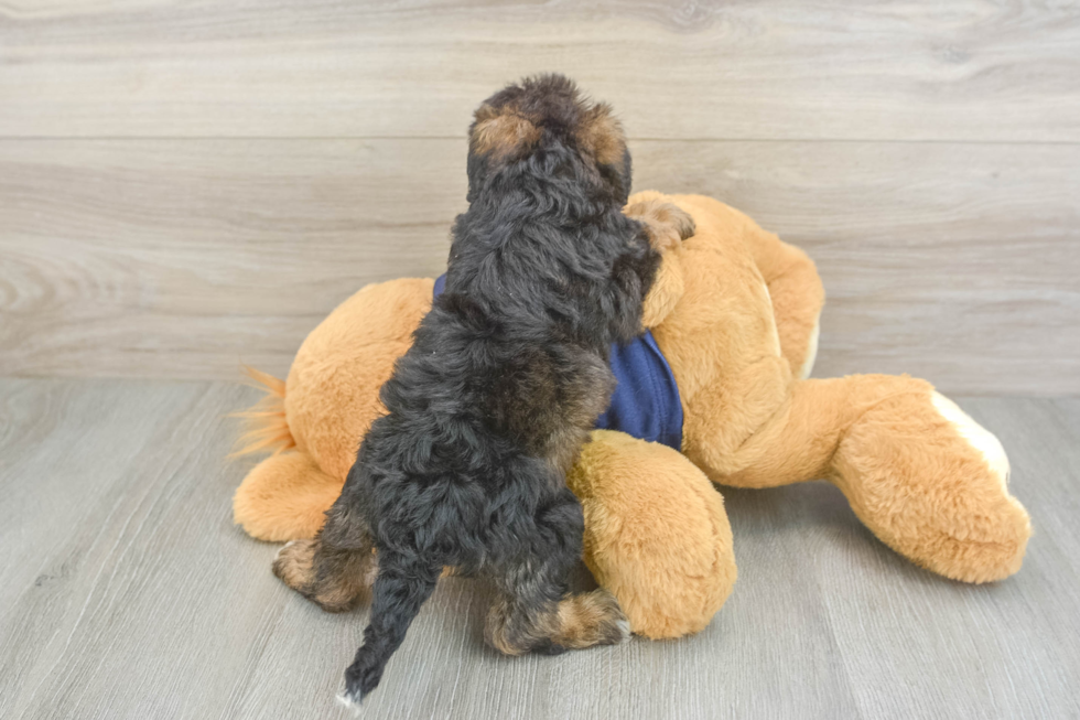 Best Mini Schnoodle Baby