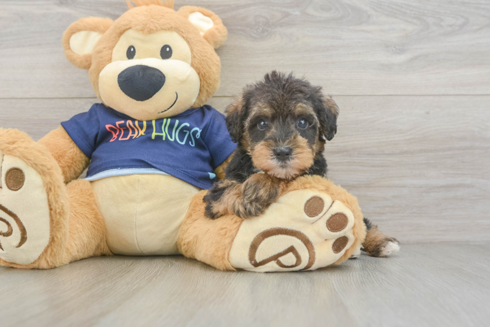 Mini Schnoodle Pup Being Cute
