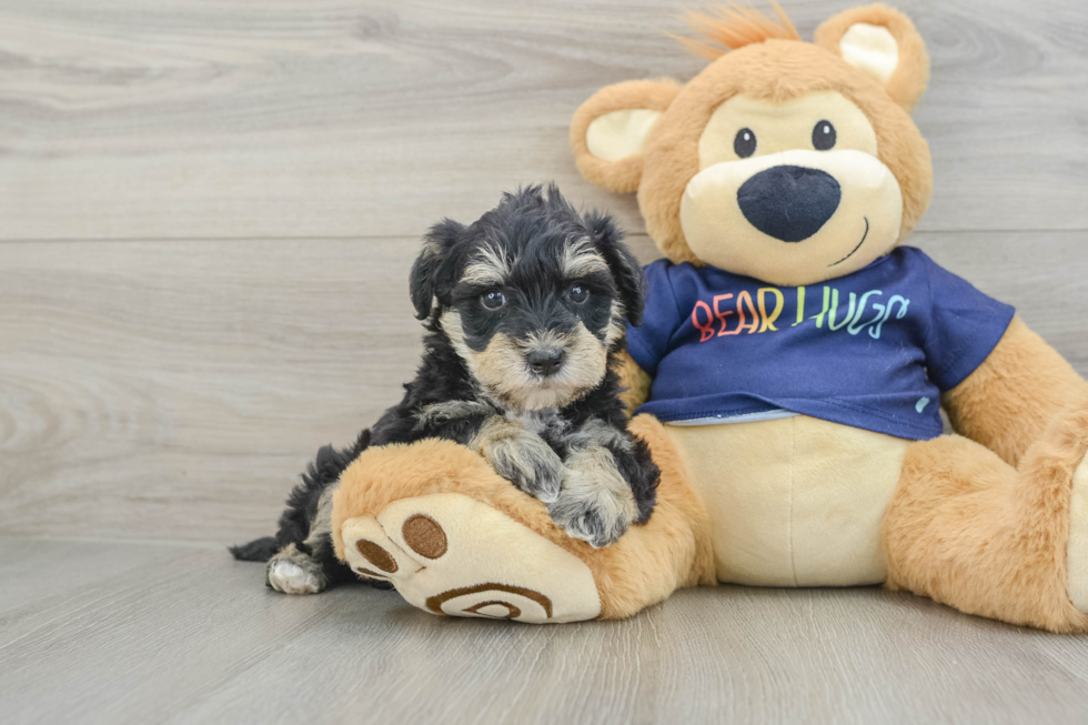 Mini Schnoodle Pup Being Cute