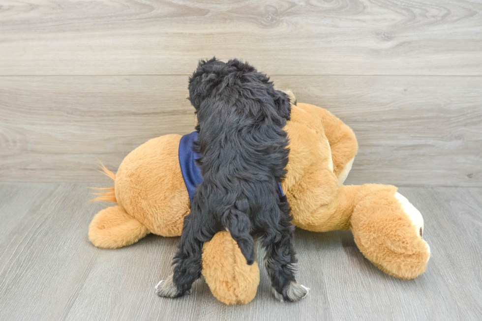 Mini Schnoodle Pup Being Cute
