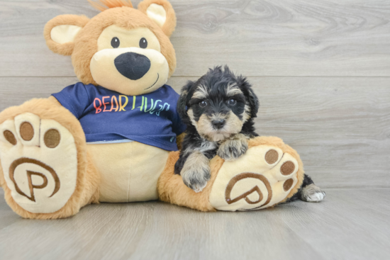 Best Mini Schnoodle Baby