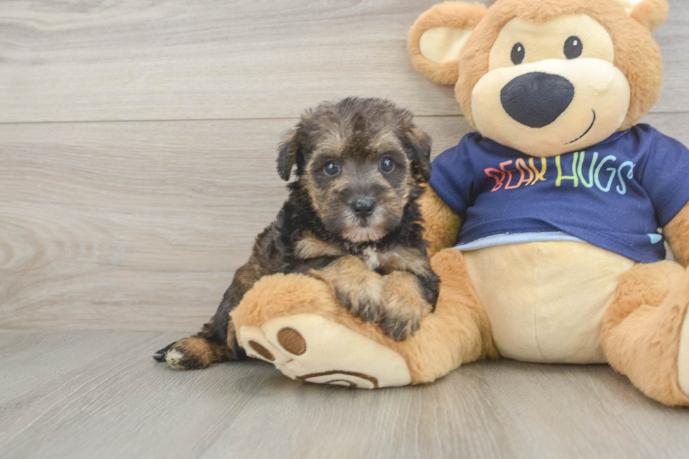 Cute Mini Schnoodle Poodle Mix Puppy