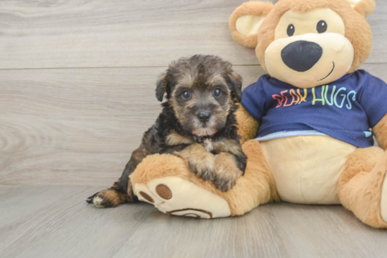 Cute Mini Schnoodle Poodle Mix Puppy