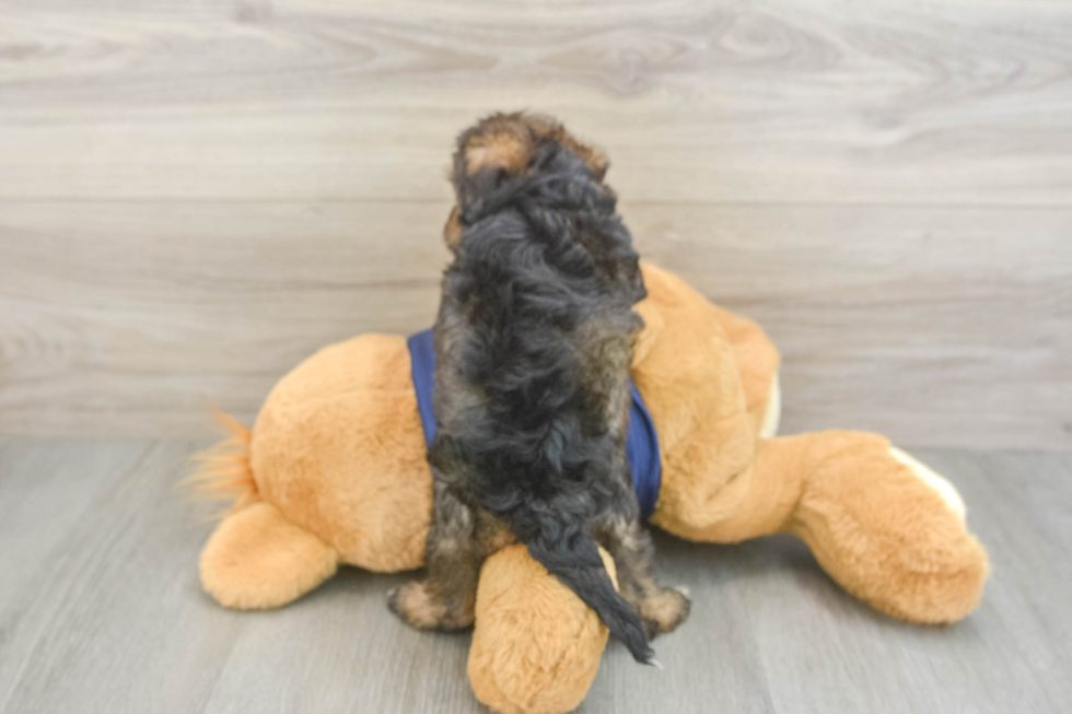 Cute Mini Schnoodle Baby