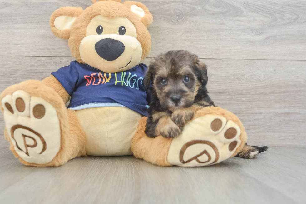 Cute Mini Schnoodle Poodle Mix Pup