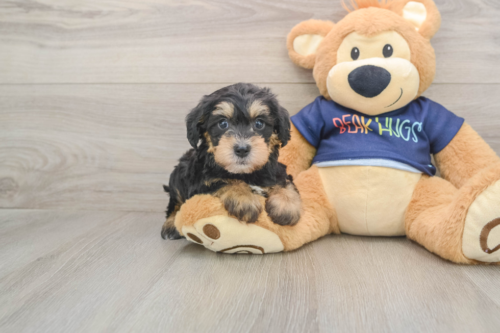 Mini Schnoodle Puppy for Adoption