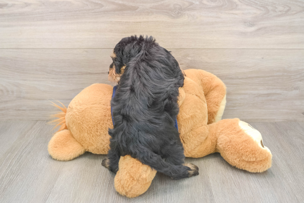 Cute Mini Schnoodle Baby