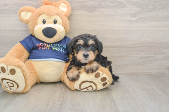 Cute Mini Schnoodle Poodle Mix Puppy