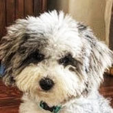 Mini Sheepadoodle Puppies For Sale - Premier Pups