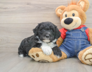 6 week old Mini Sheepadoodle Puppy For Sale - Premier Pups