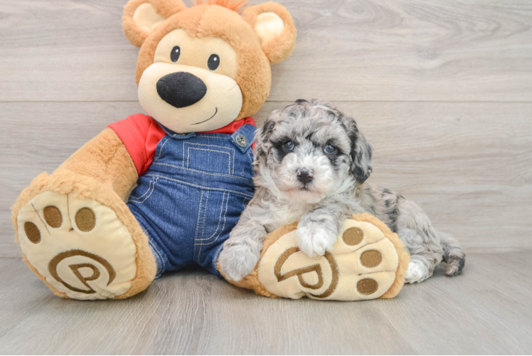 Hypoallergenic Sheep a Poo Poodle Mix Puppy