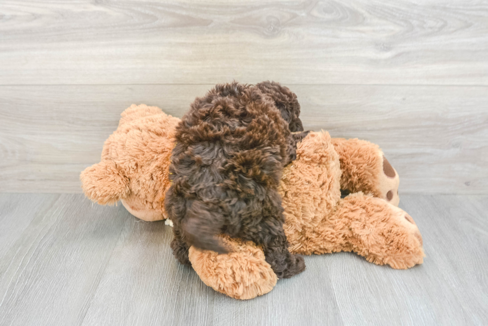 Petite Mini Sheepadoodle Poodle Mix Pup