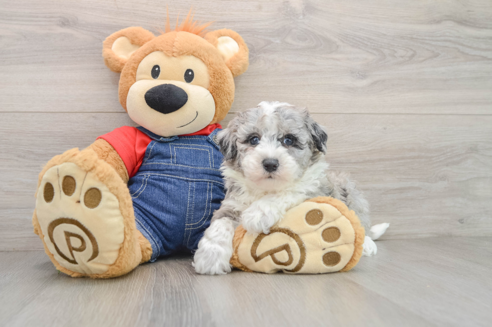 Mini Sheepadoodle Pup Being Cute