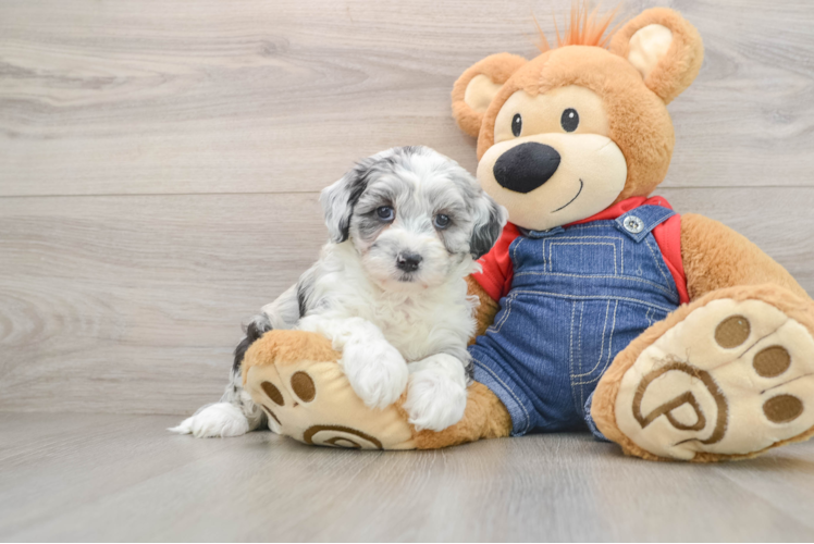 Smart Mini Sheepadoodle Poodle Mix Pup
