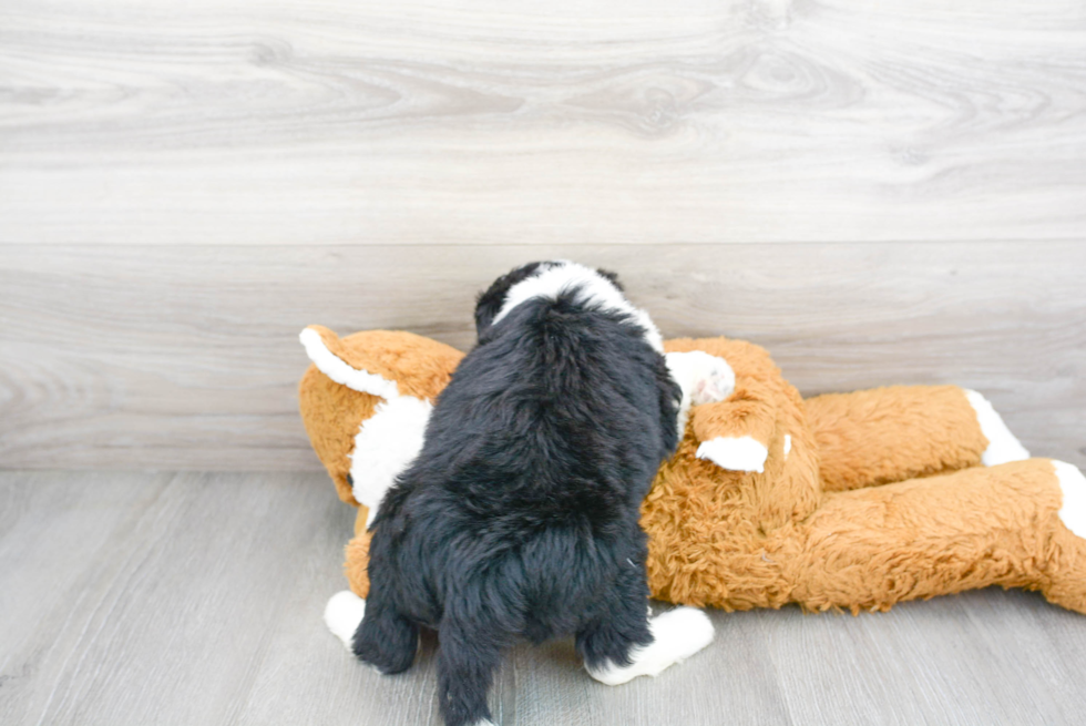 Little Sheep Dog Poodle Mix Puppy