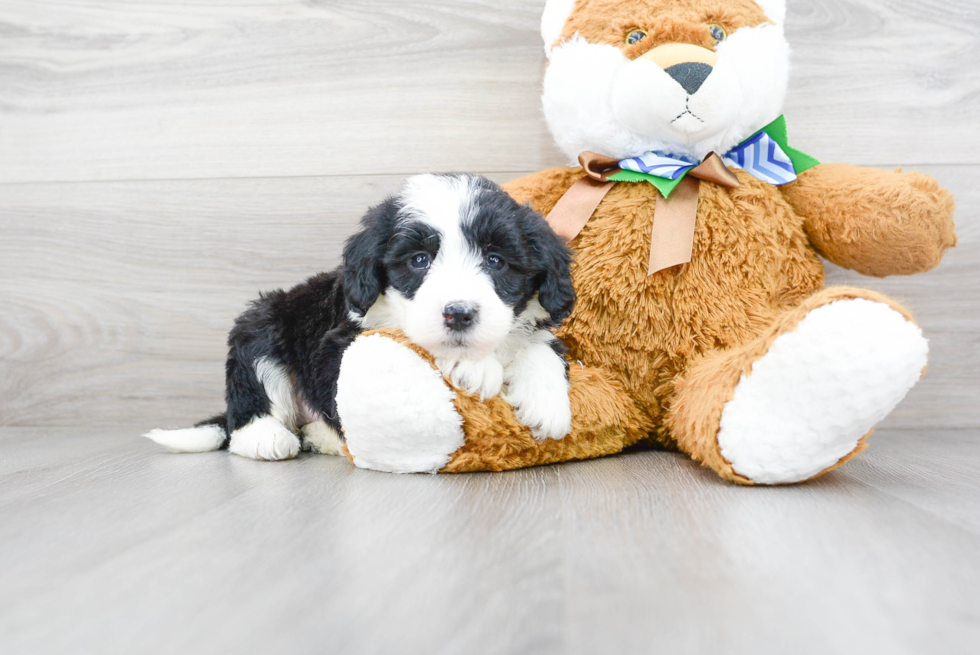 Fluffy Mini Sheepadoodle Poodle Mix Pup