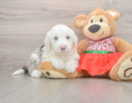 6 week old Mini Sheepadoodle Puppy For Sale - Premier Pups