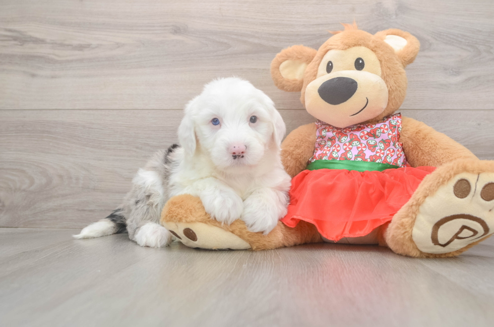 6 week old Mini Sheepadoodle Puppy For Sale - Premier Pups