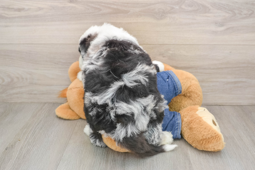 Playful Sheepdoodle Poodle Mix Puppy